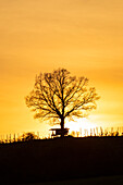 The eight-village oak in the wine paradise, Nenzenheim, Iphofen, Kitzingen, Lower Franconia, Franconia, Bavaria, Germany, Europe