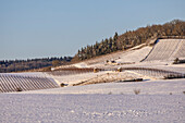 Winter in the vineyards of Weigenheim, Neustadt an der Aisch, Middle Franconia, Franconia, Bavaria, Germany, Europe