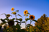 Sonnenblumen zeichnen sich am Herbsthimmel ab, Bad Honnef, NRW, Deutschland