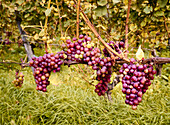 Pinot Noir grapes waiting to be harvested, Bad Honnef, North Rhine-Westphalia, Germany