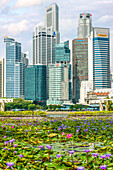 Singapore skyline seen from the Marina Bay Sands Hotel with lotus flowers in the foreground
