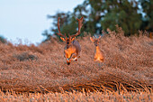 Leaping fallow deer in a rape field, Ostholstein, Schleswig-Holstein, Germany