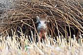 Wild boar, piglet looks out of a rape field, Ostholstein, Schleswig-Holstein, Germany