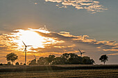 Abendstimmung auf einem Weizenfeld mit Windmühlen, Ostholstein, Schleswig-Holstein, Deutschland