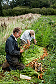 Two farmers holding bunches of freshly picked carrots