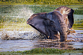 Ein Elefant, Loxodonta africana, schwimmt in einem Wasserloch