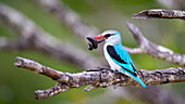 A woodland kingfisher, Halcyon senegalensis, sits on a branch with an insect in its beak