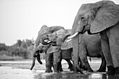 Herd of of elephant, Loxodonta africana, drink together from a river, black and white