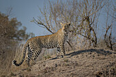 A leopard walks up a termite mound in dry vegetation