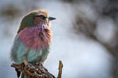 A lilac breasted roller, Coracias caudatus, sits on a branch, looking out of frame
