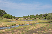 Herd of elephants, Loxodonta africana, crossing a river