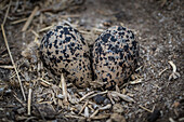 Zwei Eier in einem Nest auf dem Boden
