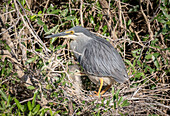 A green heron, Butorides virescens, stands in her nest with her chick