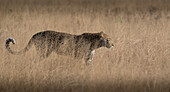 A leopard, Panthera pardus, walks through dry long grass, tail curled up