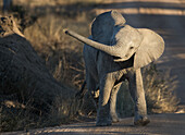 An elephant calf, Loxodonta africana, swings its trunk side ways