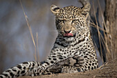 A leopard cub lying on a termite mound, tongue out, ears back