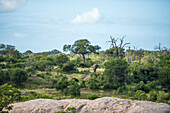Erwachsener Elefant, Loxodonta africana, beim Wandern im Grünen