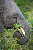 The side profile of an elephant, Loxodonta africana, trunk coiled while eating grass