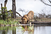 A male lion, Panthera leo, crouches down to drink water from a water hole