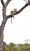 A leopard, Panthera pardus, lies on a branch in a tree, white background