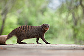 A banded mongoose, Mungos mungo, walks across a concrete floor