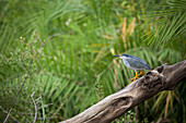 Grünrückenreiher, Butorides striata, sitzt auf einem Baumstamm am Fluss