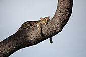 A leopard, Panthera pardus, lies on a tree trunk, blue sky background