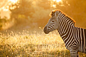 Das Seitenprofil des Zebras, Equus Quagga, hinterleuchtet von goldenem Licht