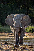 Ein Elefant, Loxodonta Africana, geht durch ein sandiges Flussbett