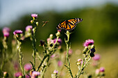 Canada, Ontario, Butterfly on thistle in field