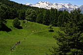 Hikers on sunny grassy valley trail below mountains, Piedmont, Italy