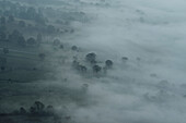 Ethereal fog over trees and landscape, Peak District National Park, England