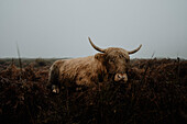 Portrait Highland Kuh im Feld, Nationalpark Peak District, England