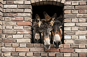 Porträt drei Esel im Backsteinfenster