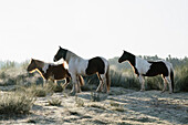 Braune und weiße Pferde im sonnigen Gras