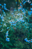 Blaue Blüten, Flora im Berggarten der Herrenhausgärten bei Hannover, Niedersachsen, Deutschland