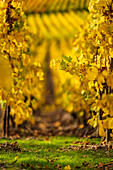 Golden vineyard, Winnigen on the Moselle, Rhineland-Palatinate, Germany, Europe