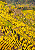 Golden October in the vineyard, Winningen, Rhineland-Palatinate, Germany, Europe