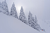 Person auf Skitour quert unter großen verschneiten Fichten einen Schneehang, Spitzinggebiet, Mangfallgebirge, Bayerische Alpen, Oberbayern, Bayern, Deutschland
