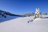Weite Schneefläche mit verschneiten Fichten, Almen und Hochries im Hintergrund, Hochries, Chiemgauer Alpen, Oberbayern, Bayern, Deutschland