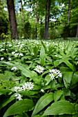 Blühender Bärlauch im Englischen Garten, Allium ursinum, München, Oberbayern, Bayern, Deutschland, Europa