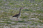 Greylag goose in the Seewinkel National Park on Lake Neusiedl in Burgenland, Austria