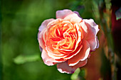 Blossom of a Sangerhausen anniversary rose