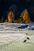 Cows graze on Wagenbrüchsee, behind them autumnal deciduous trees, Gerold, Werdenfelser Land, Bavaria, Germany