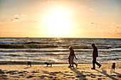 Family walk with dogs on the North Sea beach at sunset