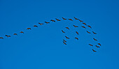 Barnacle geese in formation flight