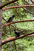 Vögel im Aulanko-Naturpark, Hämeenlinna, Finnland