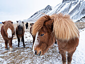Icelandic horses in winter, West Iceland
