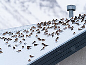 Snow bunting, swarm on house roof, Plectrophenax nivalis, winter, Iceland, Europe