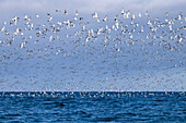 Flock of kittiwakes, Rissa tridactyla, Hornvik Bay, Hornstrandir Reserve, Iceland